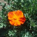 Escholtzia californica orange